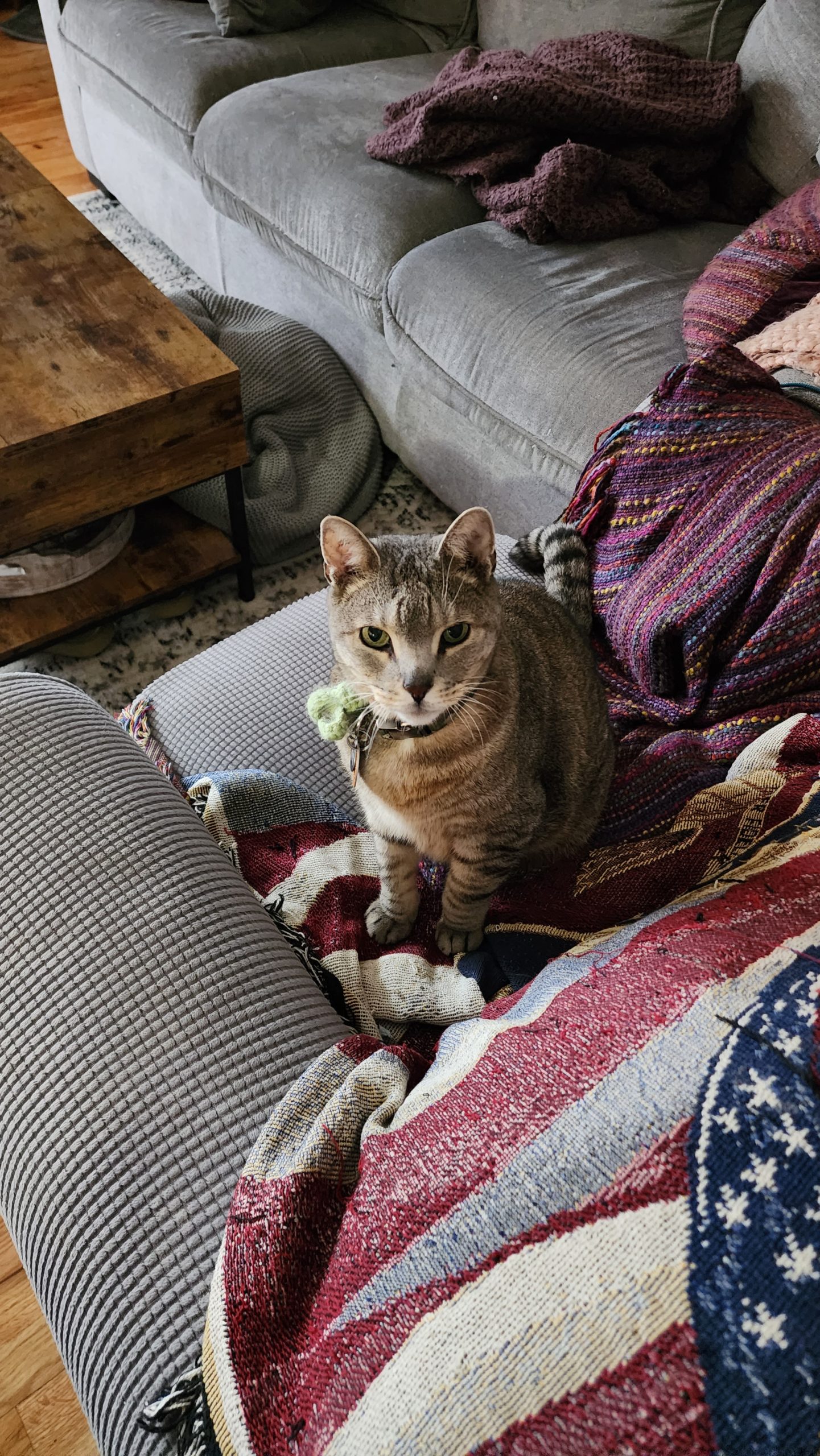 gray tabby kitty resting on a sofa