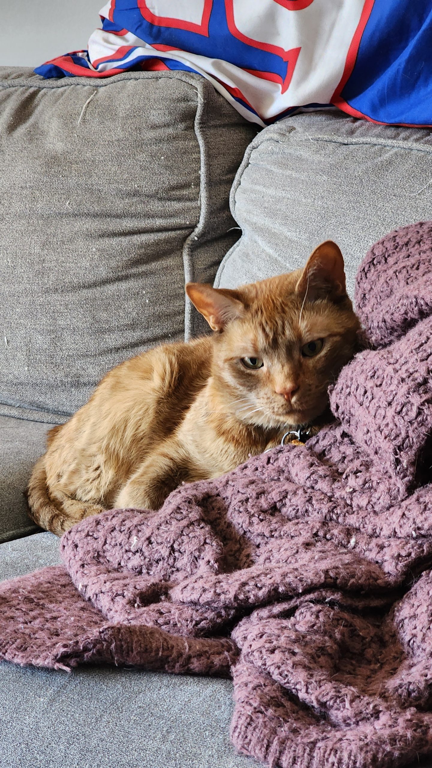 orange tabby kitty resting on a sofa                                                