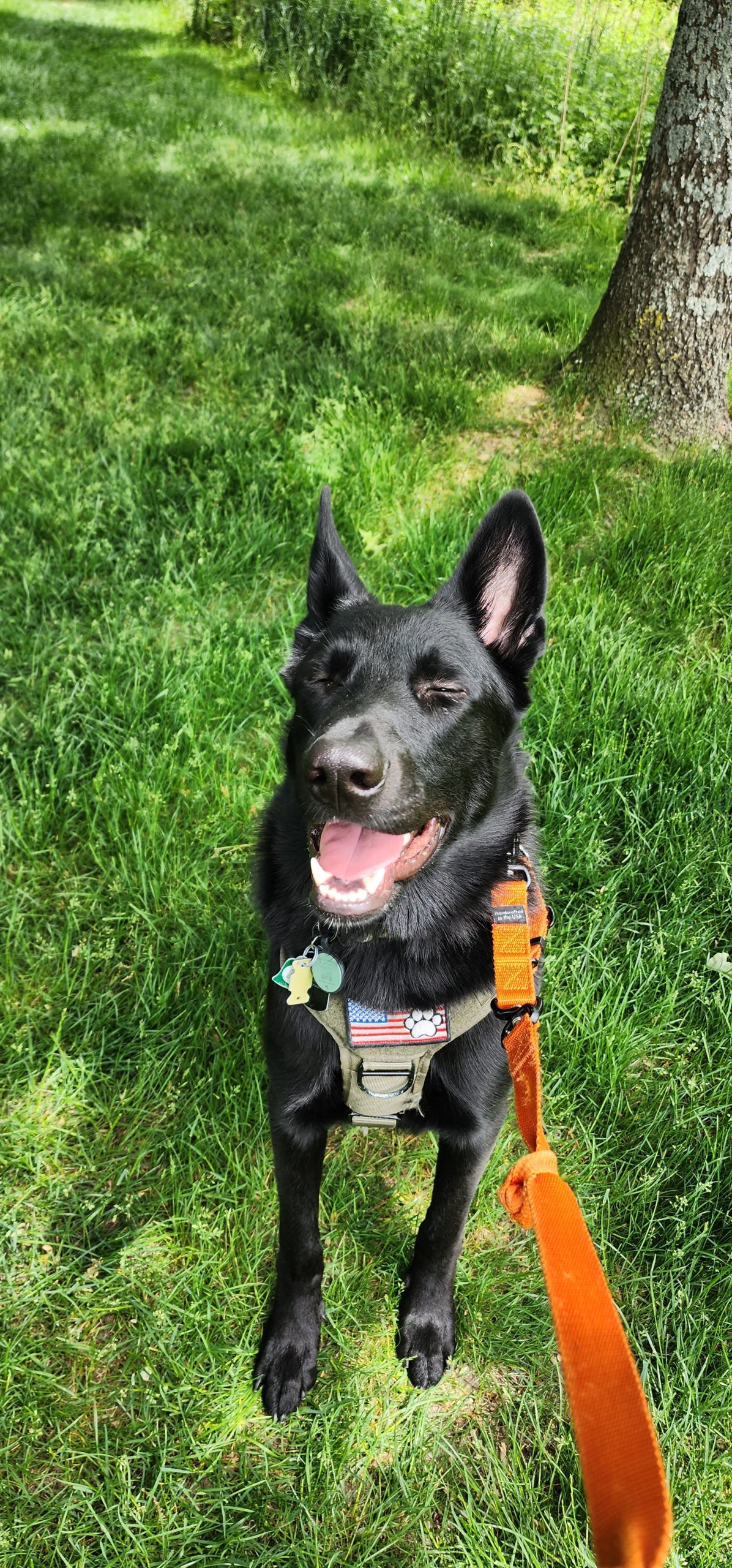 smiling pup during his walk