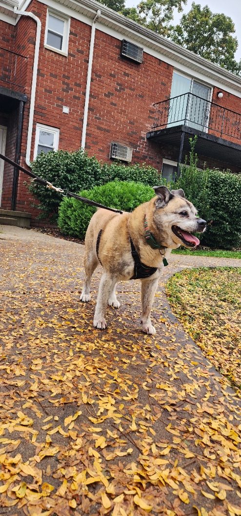 happy pug mix during her walk 