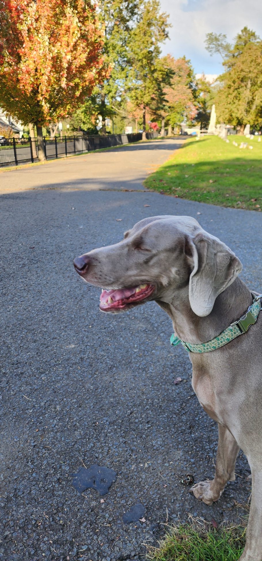 happy weimaraner during a walk