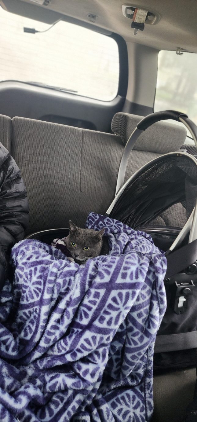 kitty during her pet taxi ride to the vet