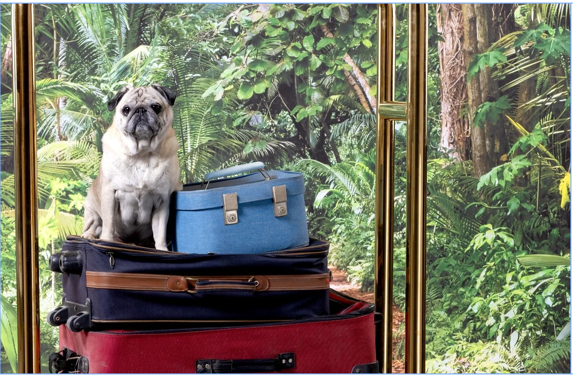 pug with suitcases moving 