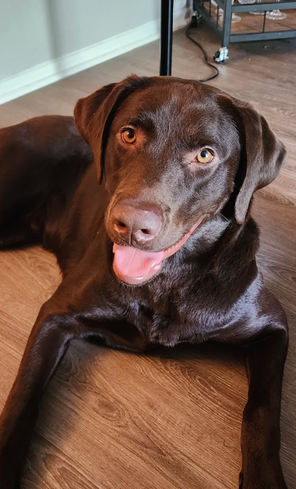 chocolate lab posing for picture after his walk