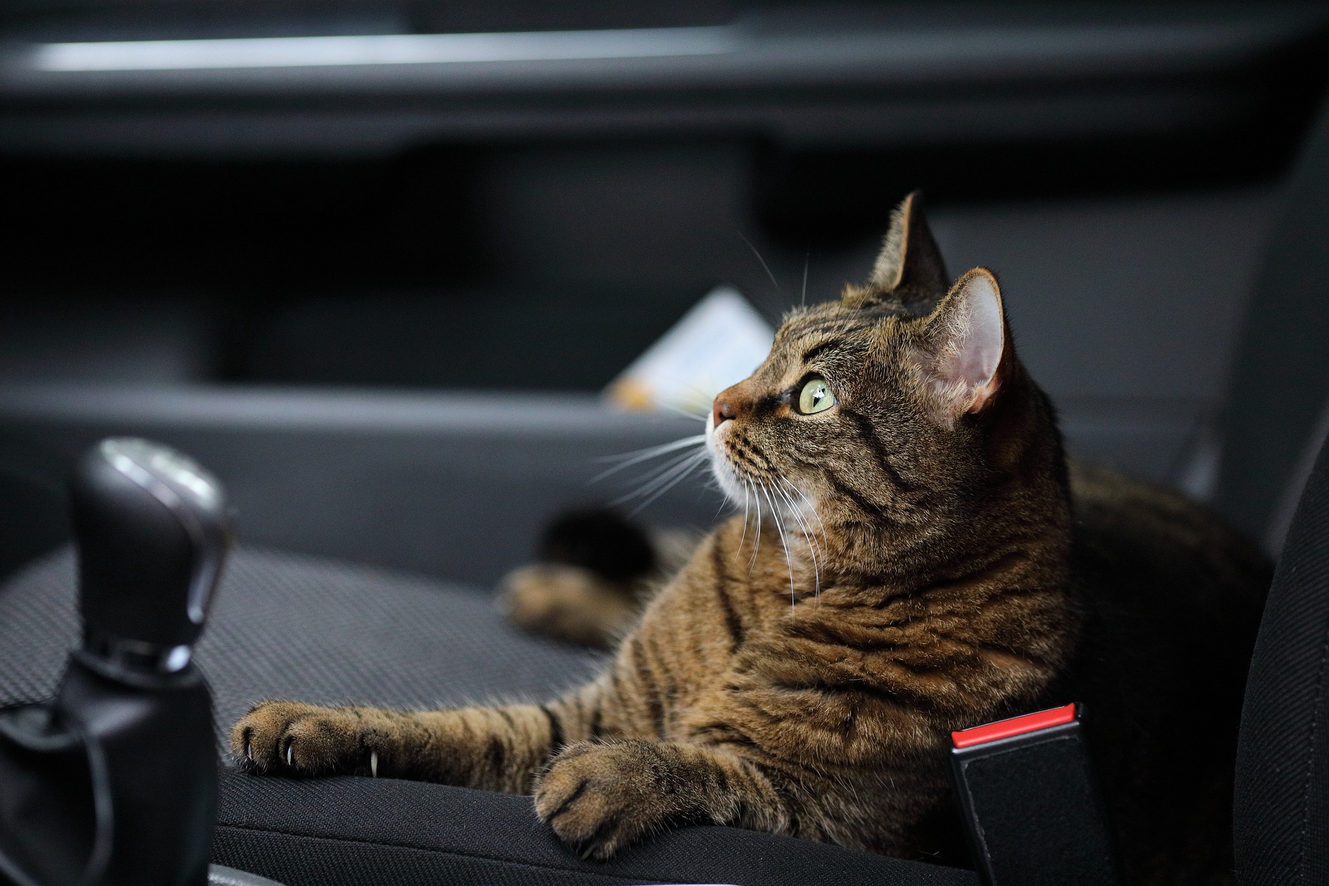 Cat resting in the pasanger seat 