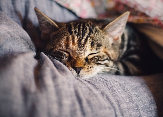 cat napping while being transported 