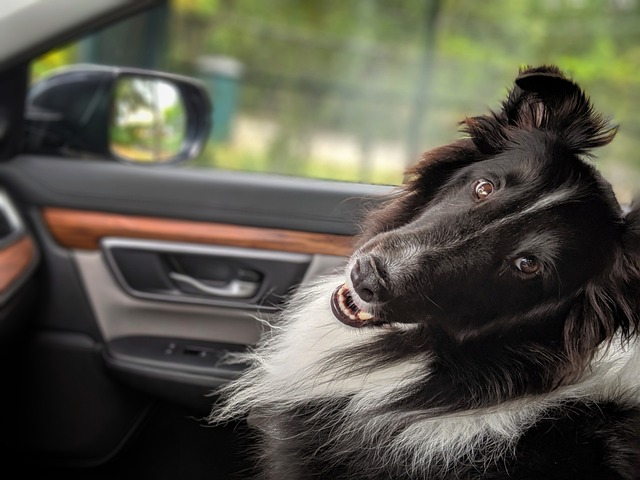 Border Collie dog inside traveling in a car