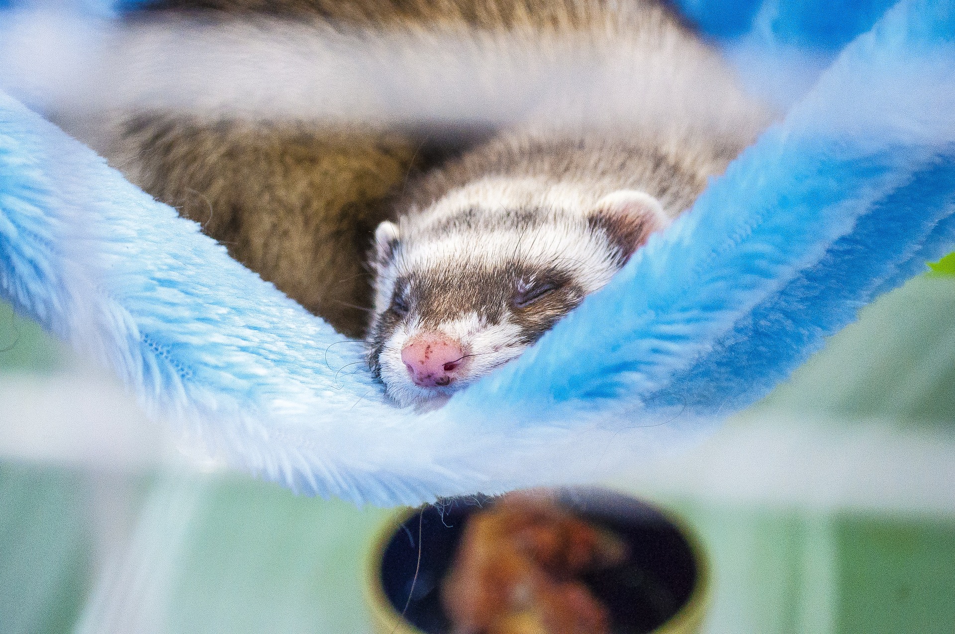 ferret sleeping during pet relocation services