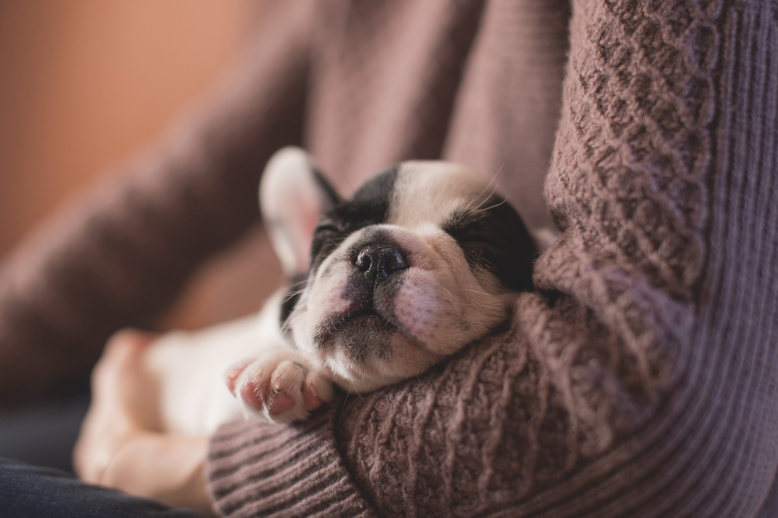 puppy sleeping during dog transport service