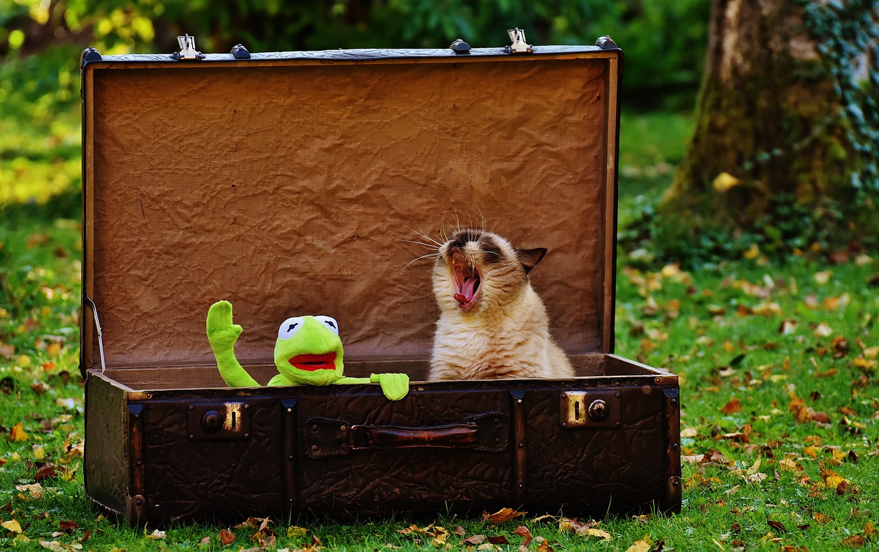 cat yawning in a suitcase  with kermit the frog