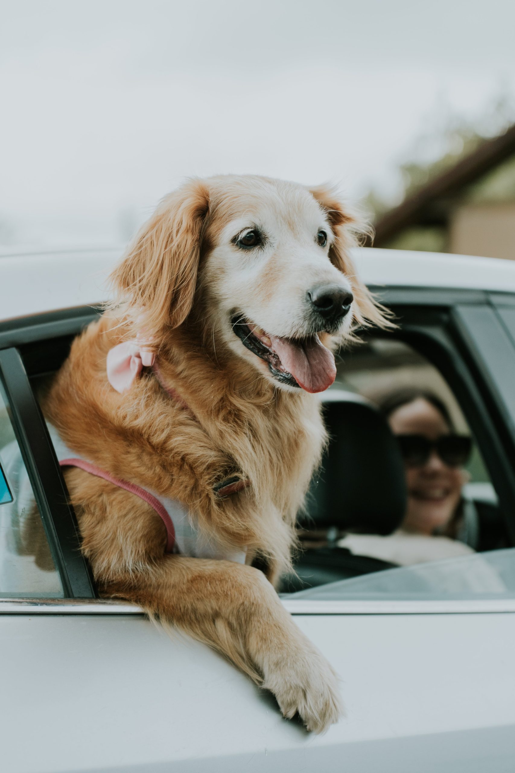 dog having fun during pet relocation services