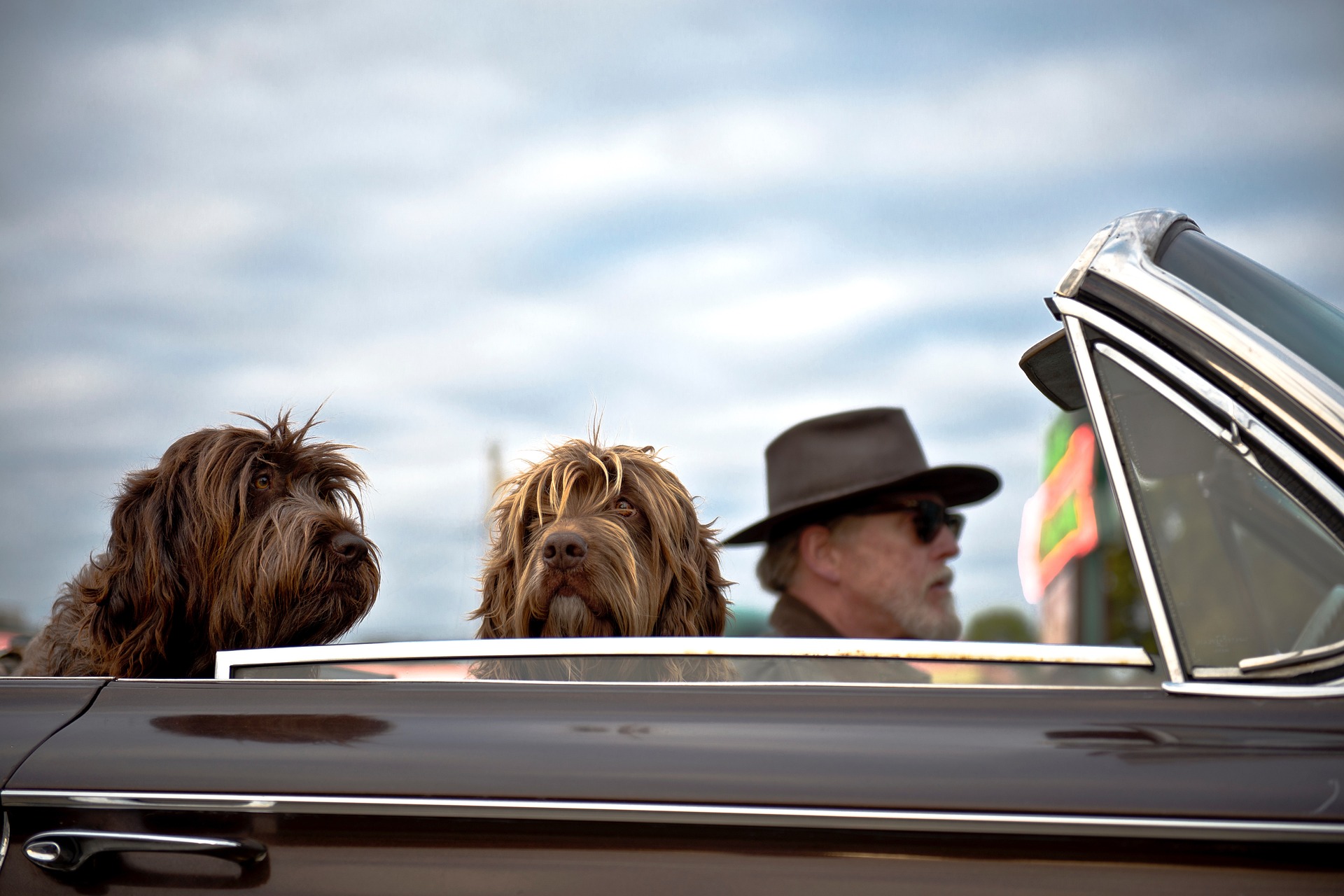 two dogs during ground transport